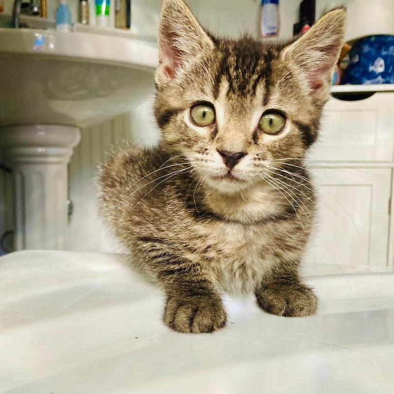 Enlarge Bambino, a Adoptable Domestic Short Hair in Durham, NC image 5/6