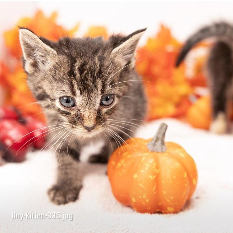 Enlarge Bambino, a Adoptable Domestic Short Hair in Durham, NC image 6/6