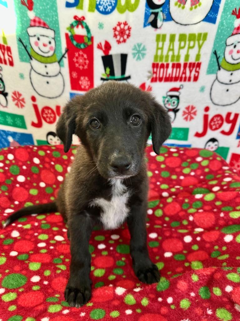 Harper, Adoptable, Puppy Female German Shepherd Dog.