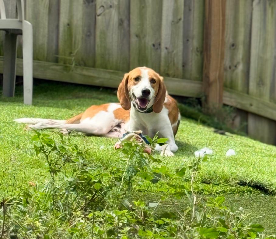 Enlarge Big Sam, a ADOPTABLE mixed breed in Lantana, FL image 1/2