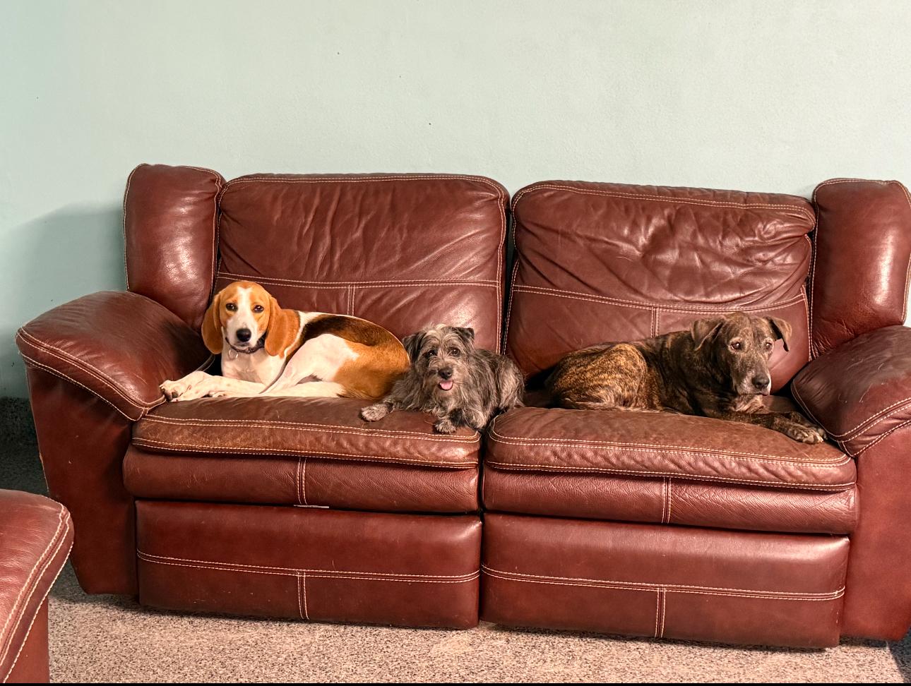 Enlarge Big Sam, a ADOPTABLE mixed breed in Lantana, FL image 2/2