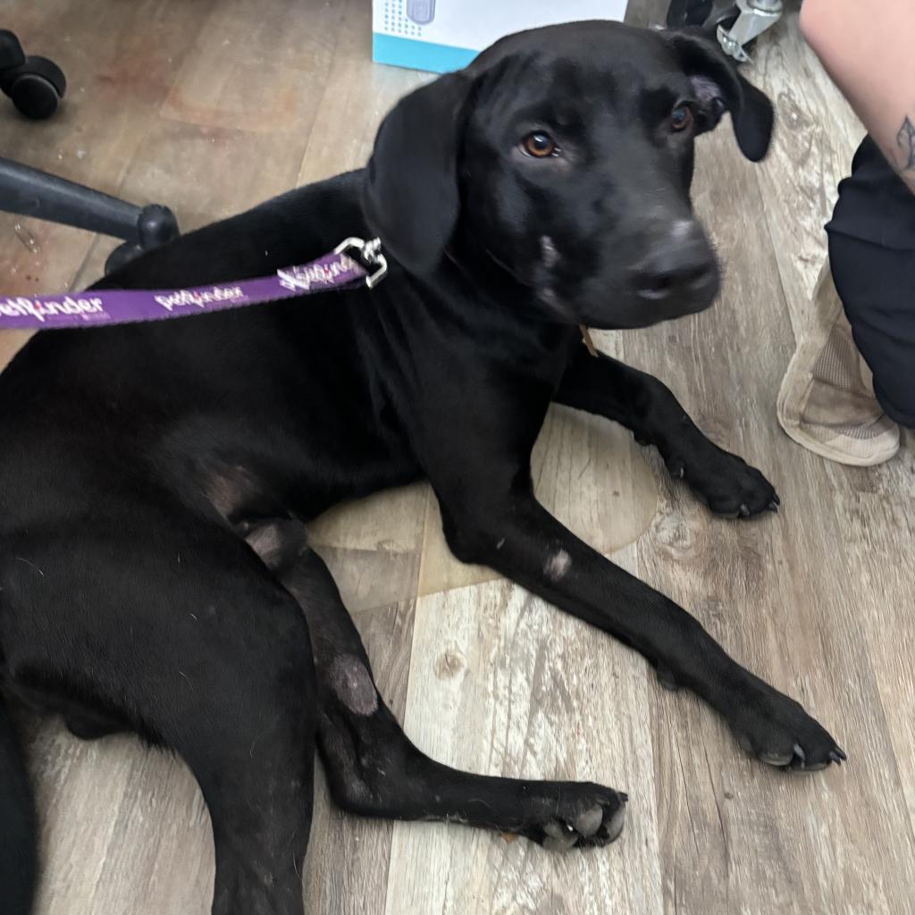 Bayou, a Adoptable mixed breed in Laurel, MS image 1/2