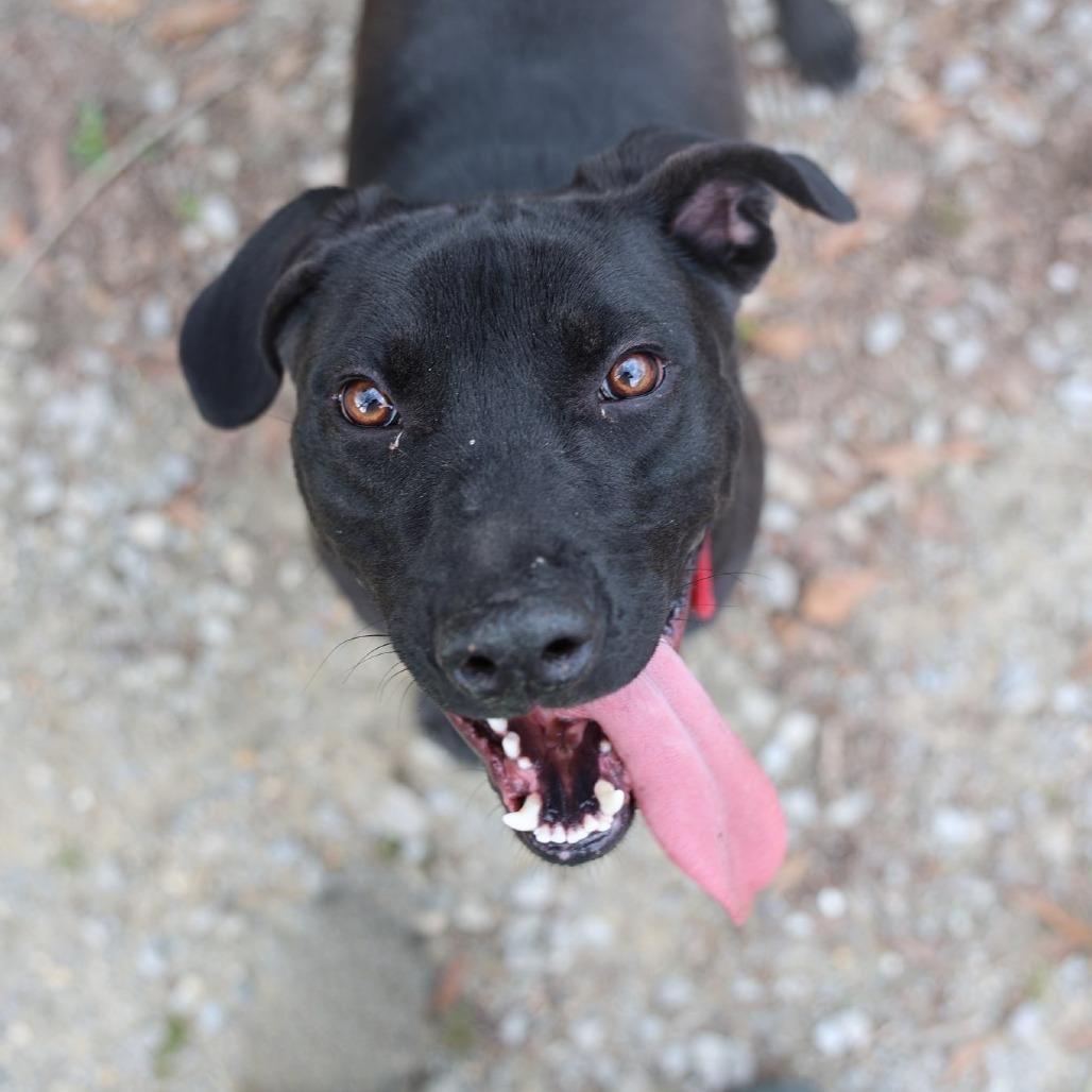 Bayou, a Adoptable mixed breed in Laurel, MS image 2/2