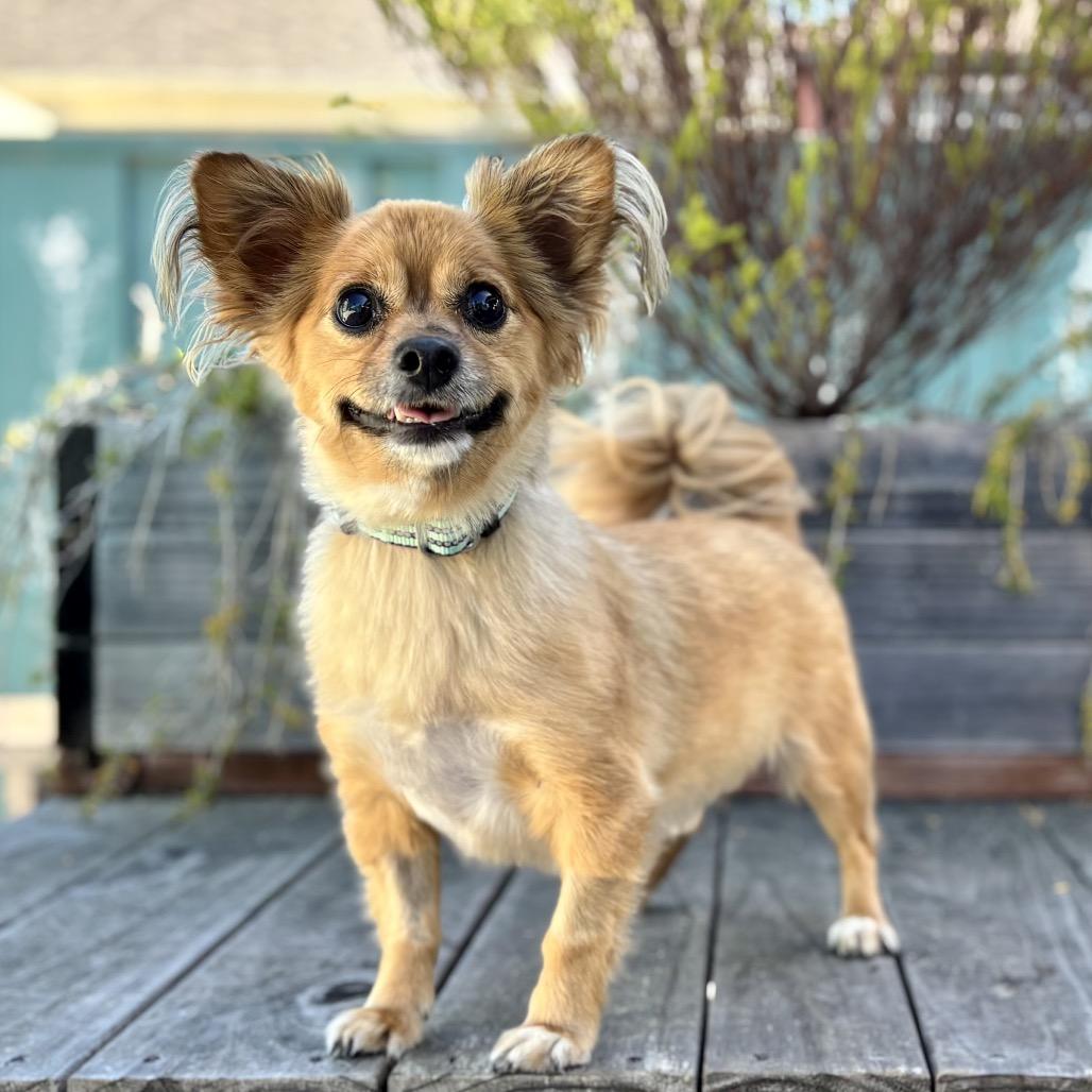 Enlarge Benny Bear, a Adoptable Chihuahua in Pacific Grove, CA image 1/5