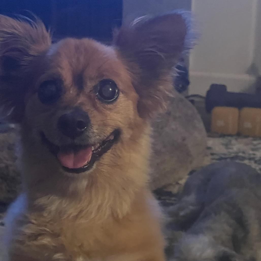 Enlarge Benny Bear, a Adoptable Chihuahua in Pacific Grove, CA image 2/5