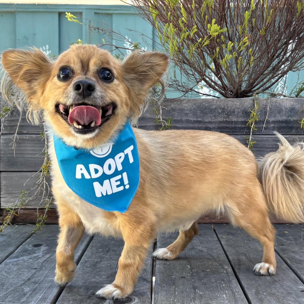 Enlarge Benny Bear, a Adoptable Chihuahua in Pacific Grove, CA image 3/5