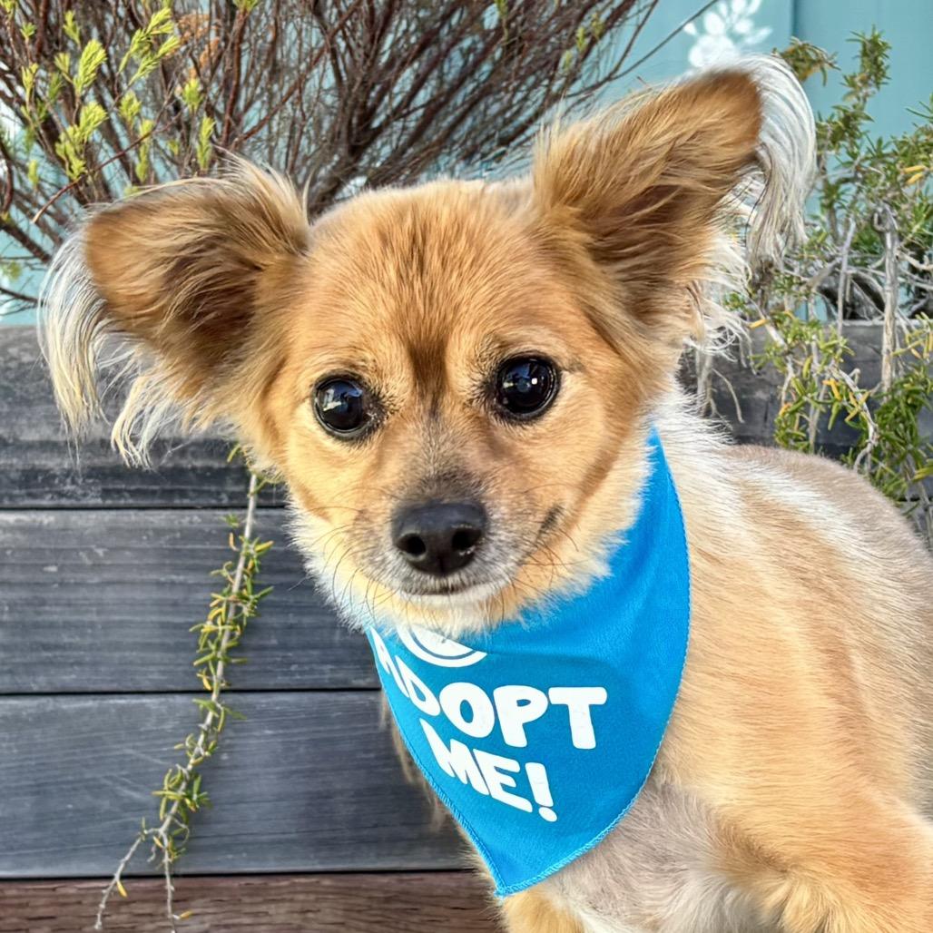 Enlarge Benny Bear, a Adoptable Chihuahua in Pacific Grove, CA image 4/5