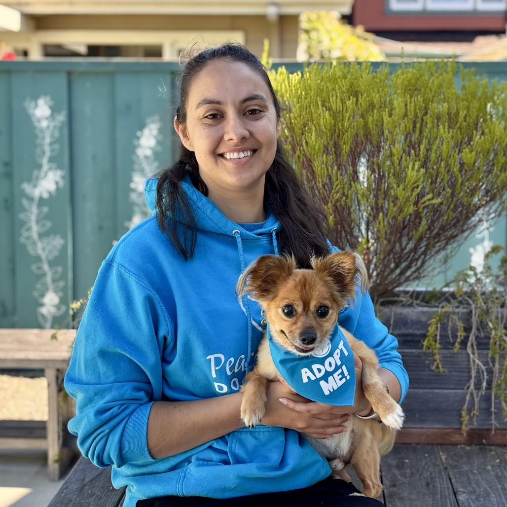 Enlarge Benny Bear, a Adoptable Chihuahua in Pacific Grove, CA image 5/5