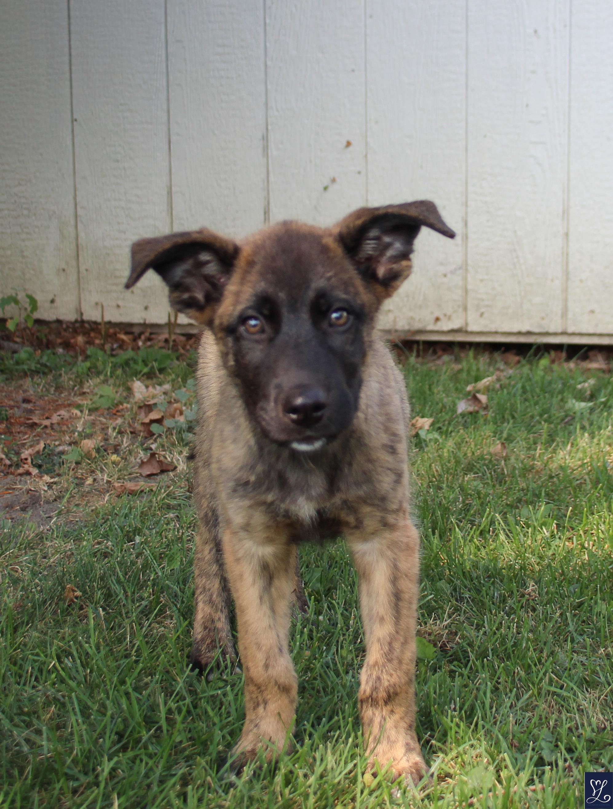 Kino, adopted, Puppy Male Australian Shepherd.