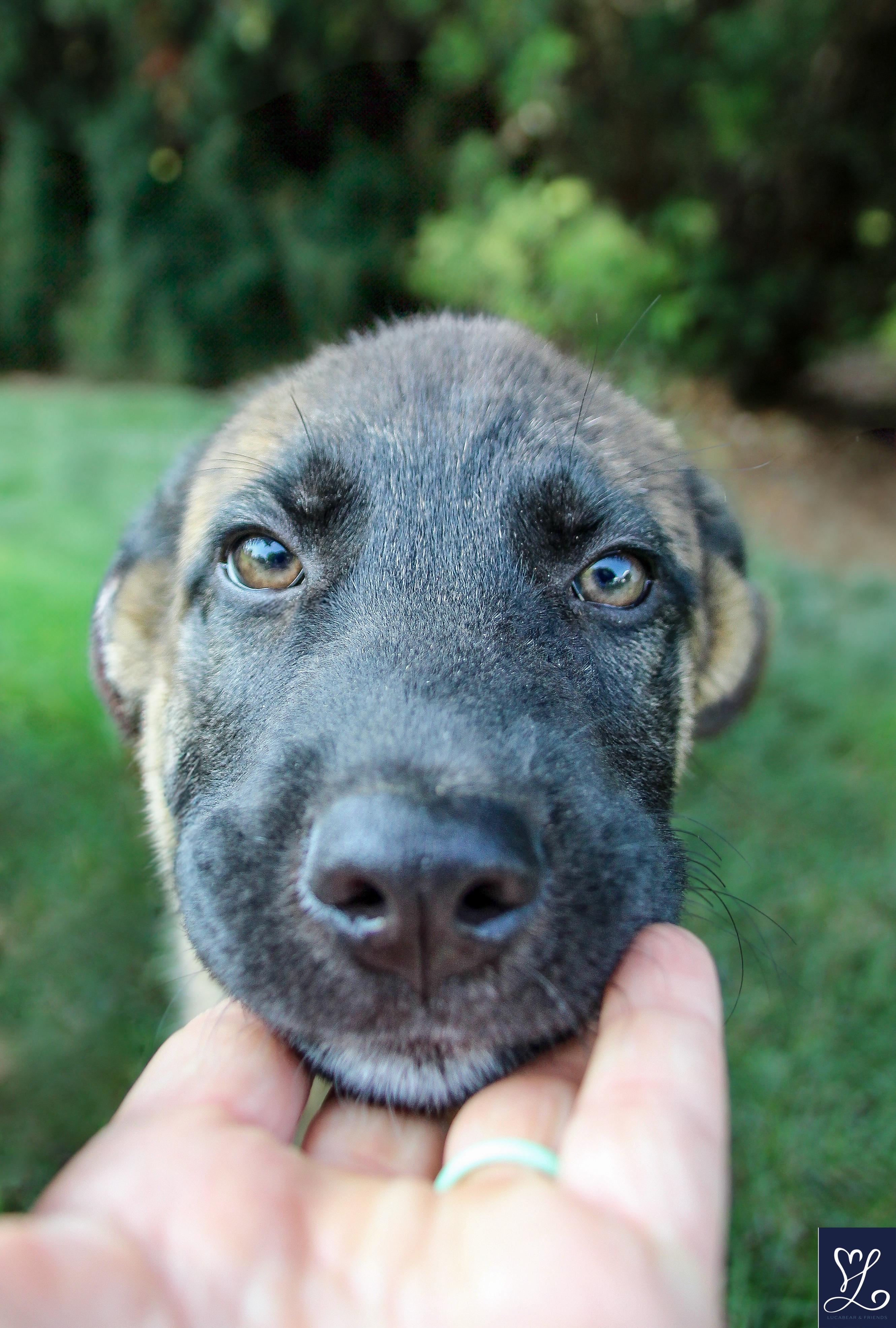 Kino, an adopted mixed breed in Walworth, NY image 2/6