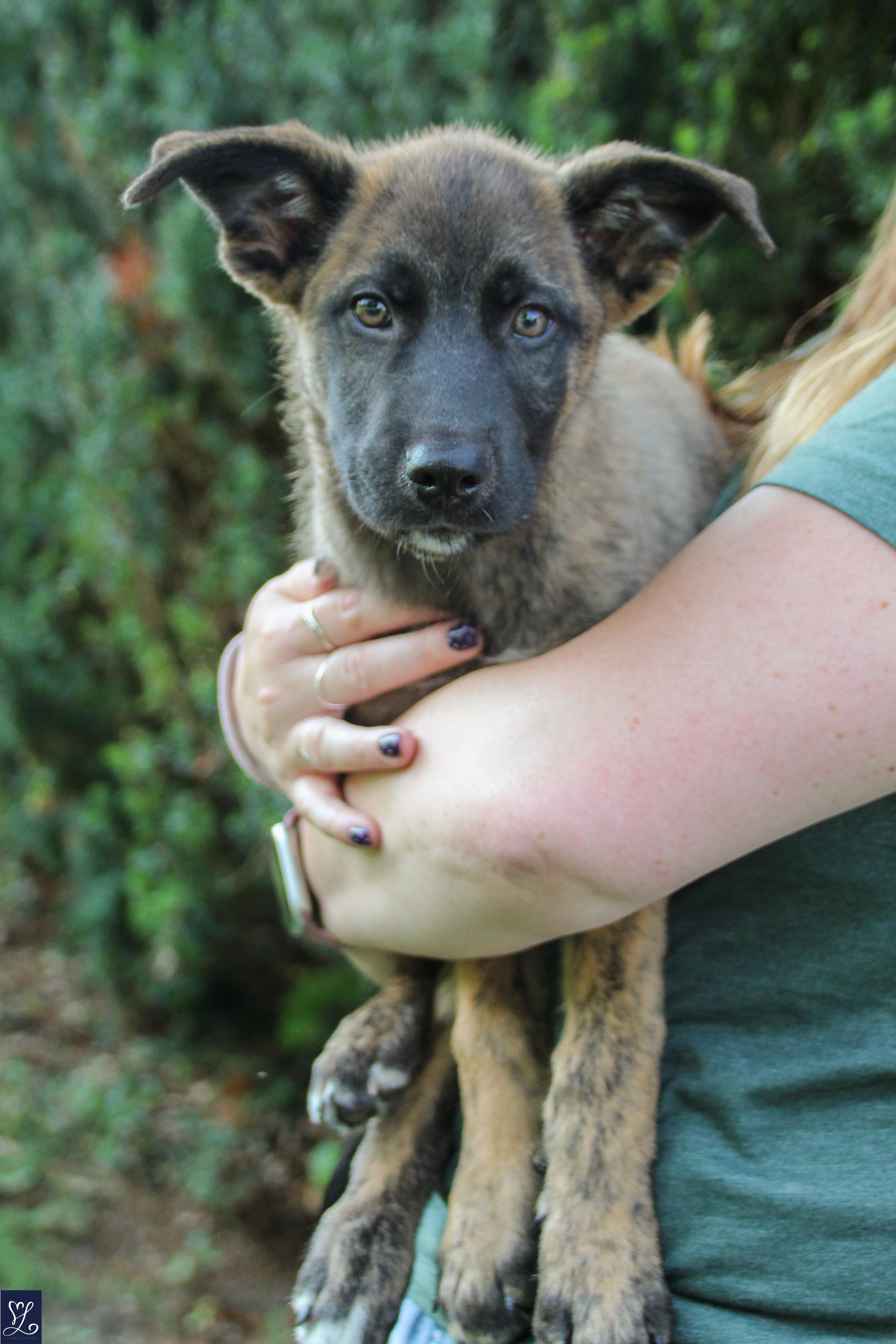 Kino, an adopted mixed breed in Walworth, NY image 3/6