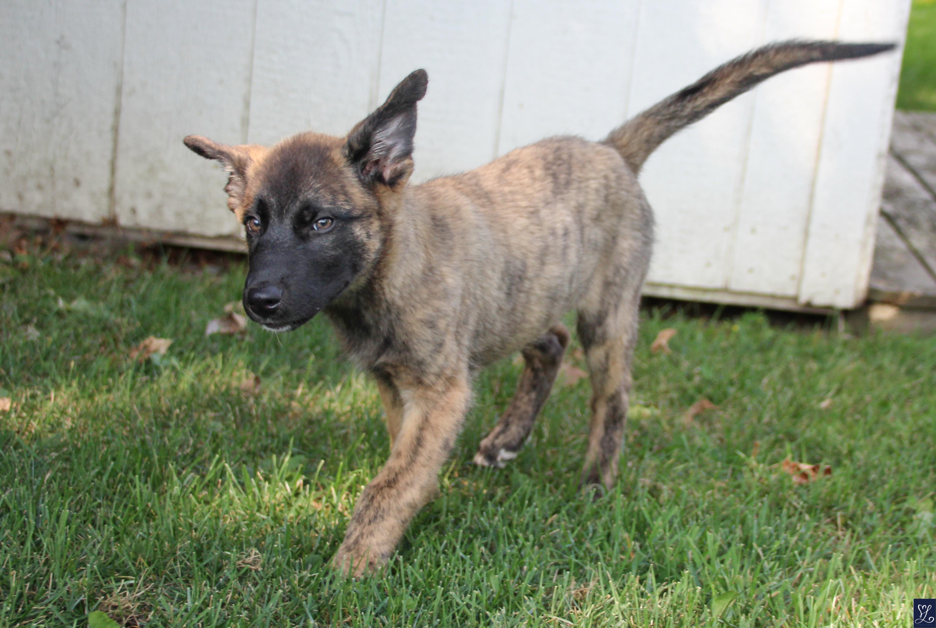 Kino, an adopted mixed breed in Walworth, NY image 4/6