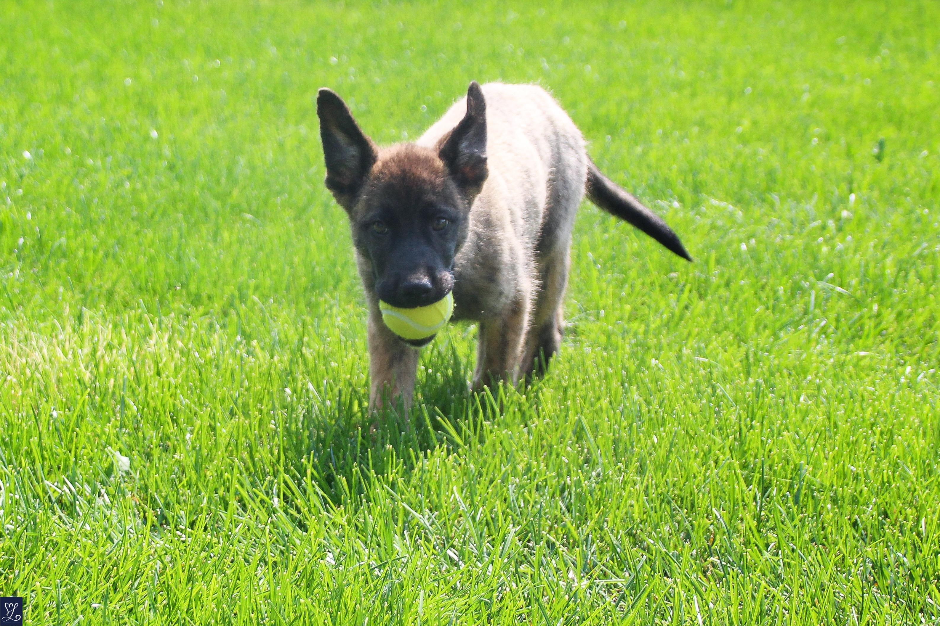 Kino, an adopted mixed breed in Walworth, NY image 5/6