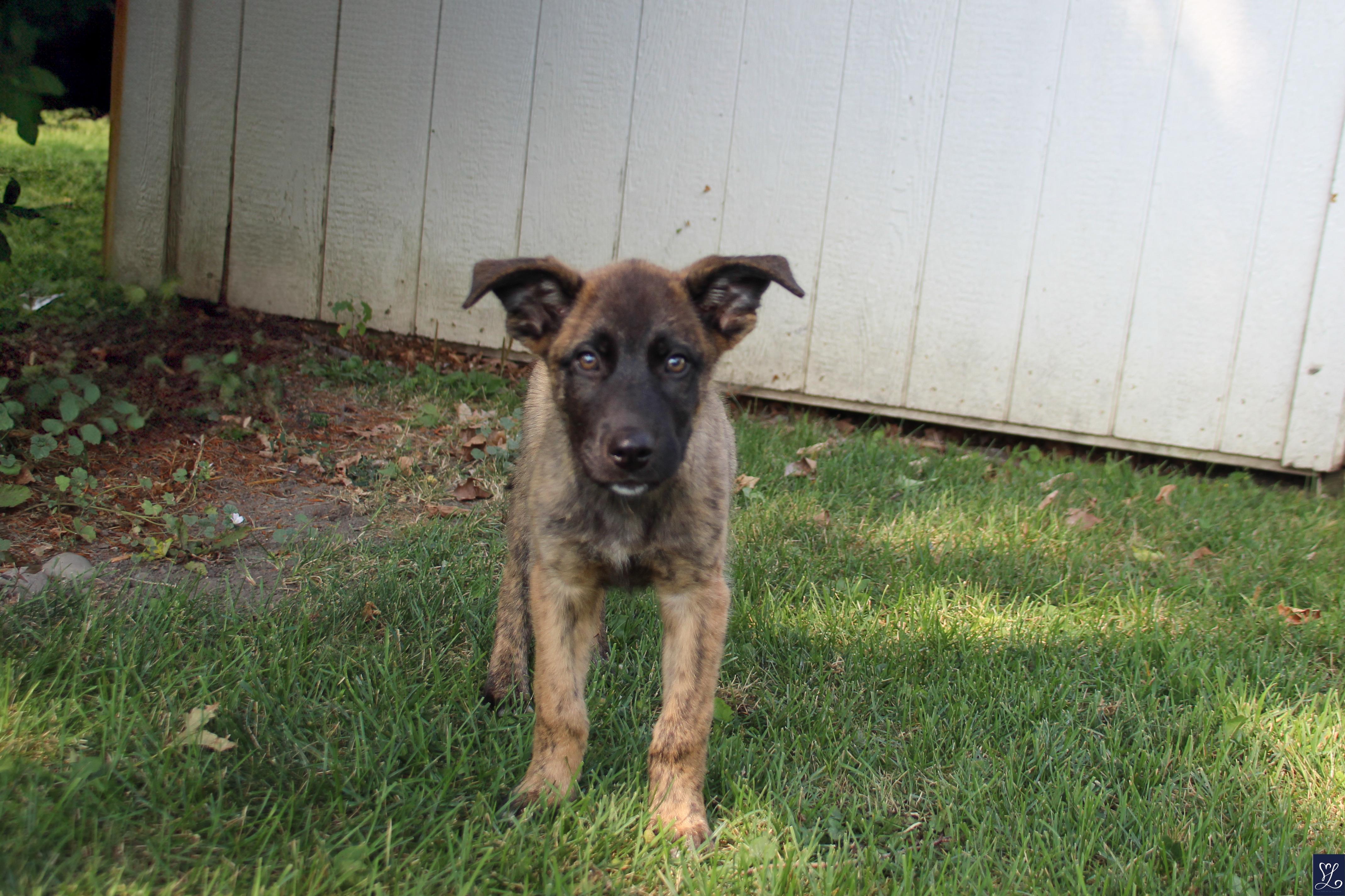 Kino, an adopted mixed breed in Walworth, NY image 6/6