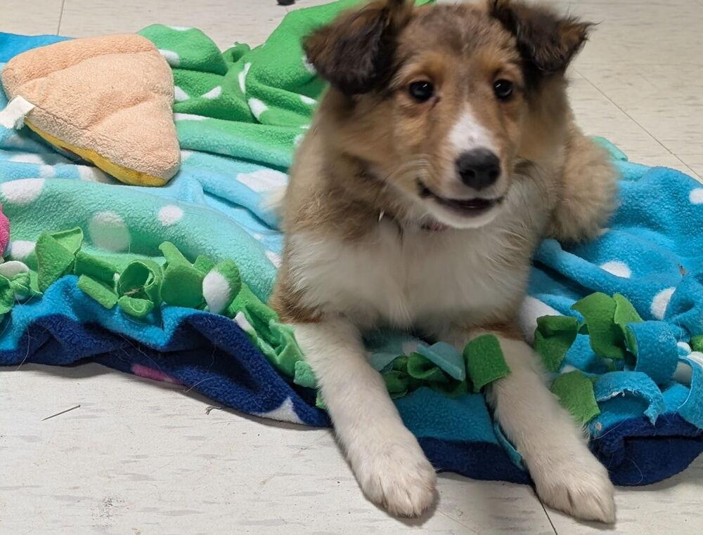 Curley — thumbnail 3