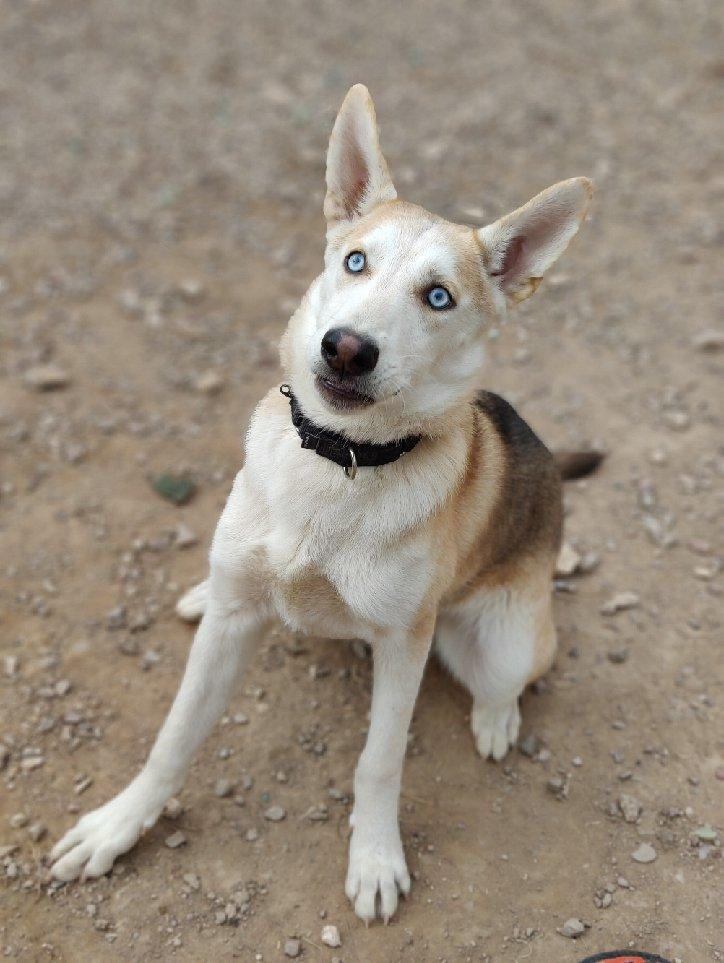 Kiwi, Adoptable, Puppy Female Siberian Husky & White German Shepherd.