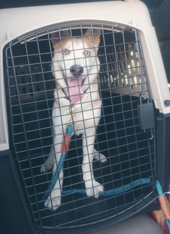 Kiwi, a Adoptable mixed breed in Phoenix, AZ image 2/10