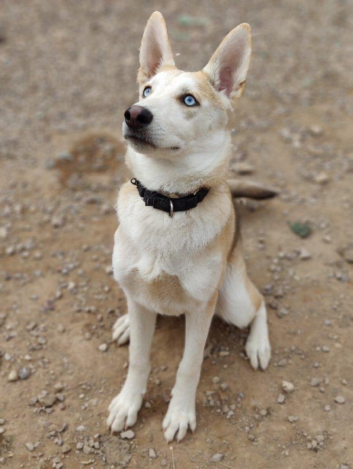 Kiwi, a Adoptable mixed breed in Phoenix, AZ image 3/10