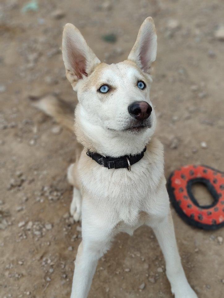 Kiwi, a Adoptable mixed breed in Phoenix, AZ image 4/10