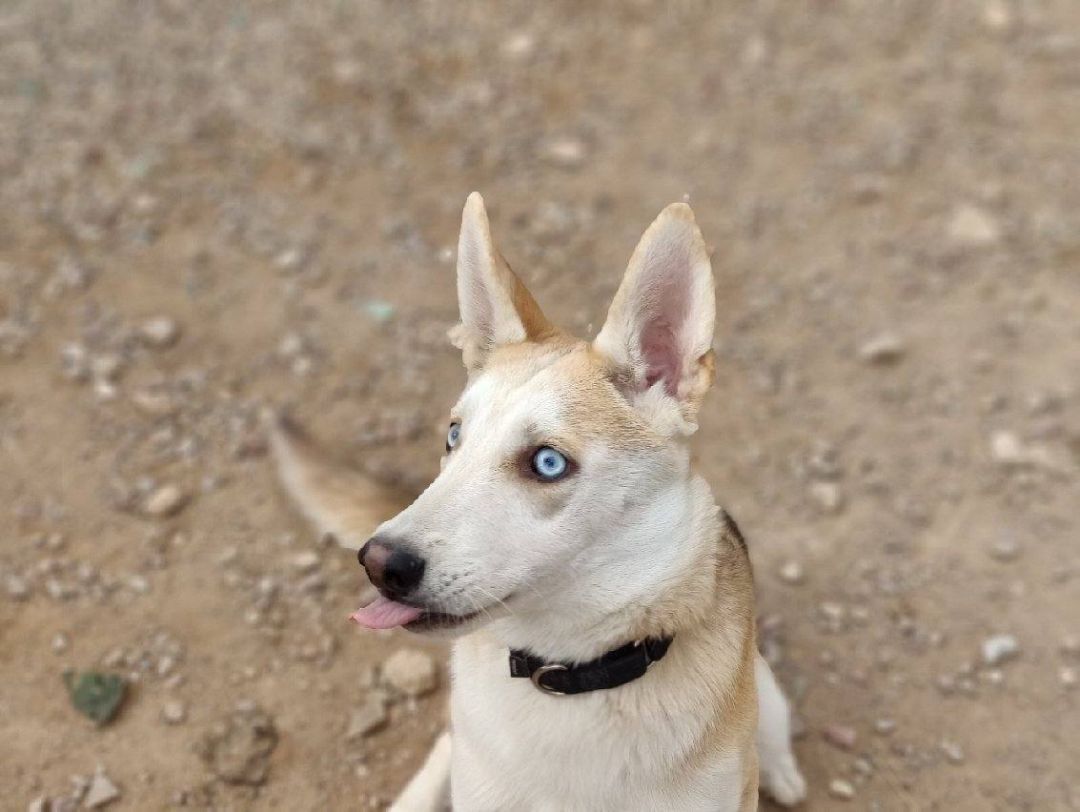 Kiwi, a Adoptable mixed breed in Phoenix, AZ image 5/10