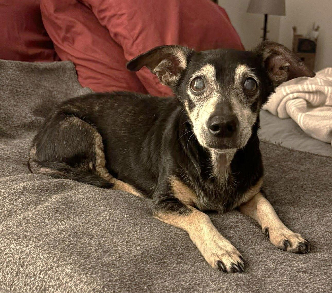 Ryder TX, Adoptable, Senior Male Dachshund & Chihuahua.