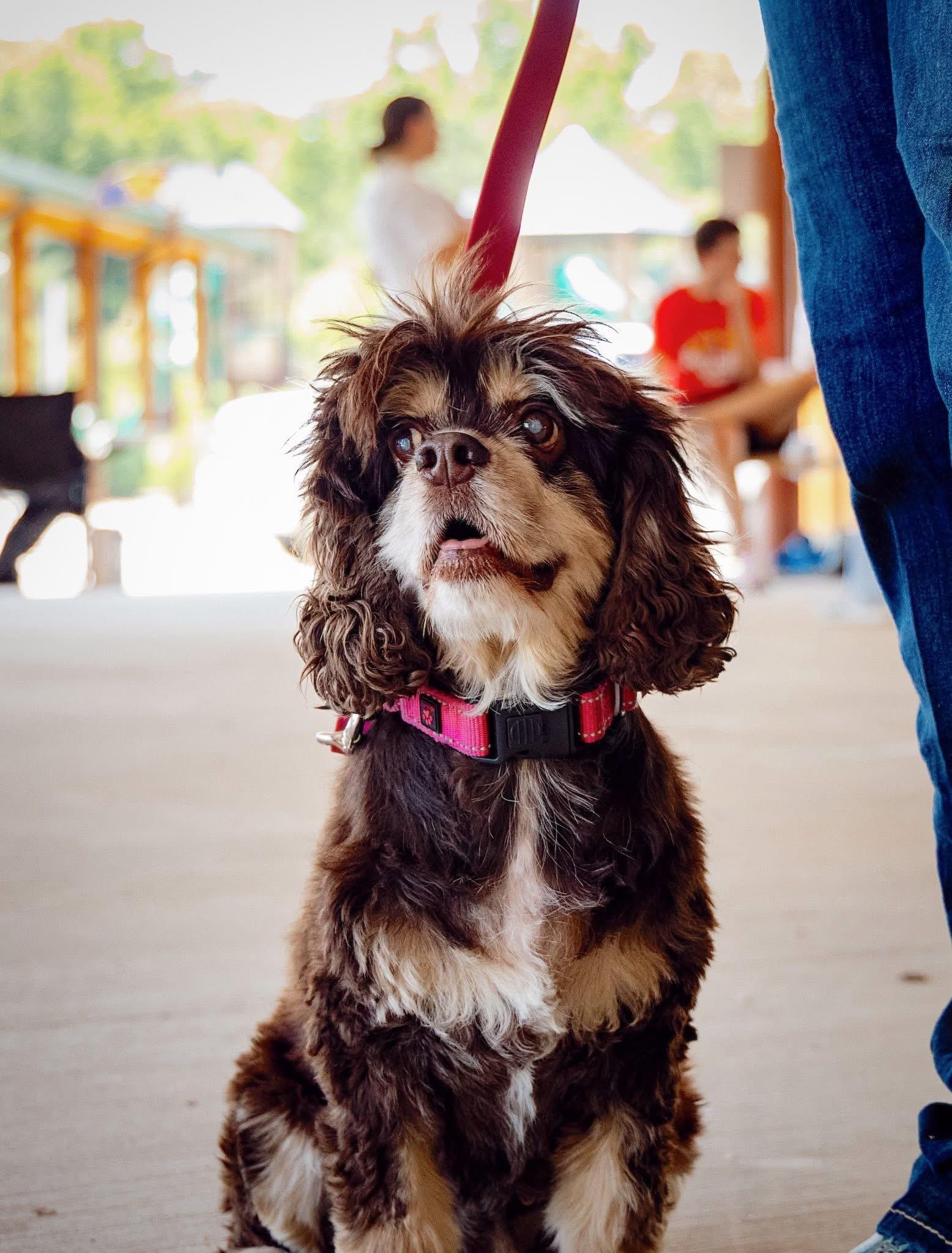 Trixie, adoptable, Adult Female Cocker Spaniel.