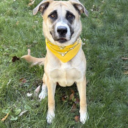 Birdie, Adoptable, Adult Female Shepherd & Husky.