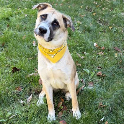 Enlarge Birdie, a Adoptable mixed breed in Voorhees, NJ image 2/3