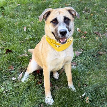 Enlarge Birdie, a Adoptable mixed breed in Voorhees, NJ image 3/3