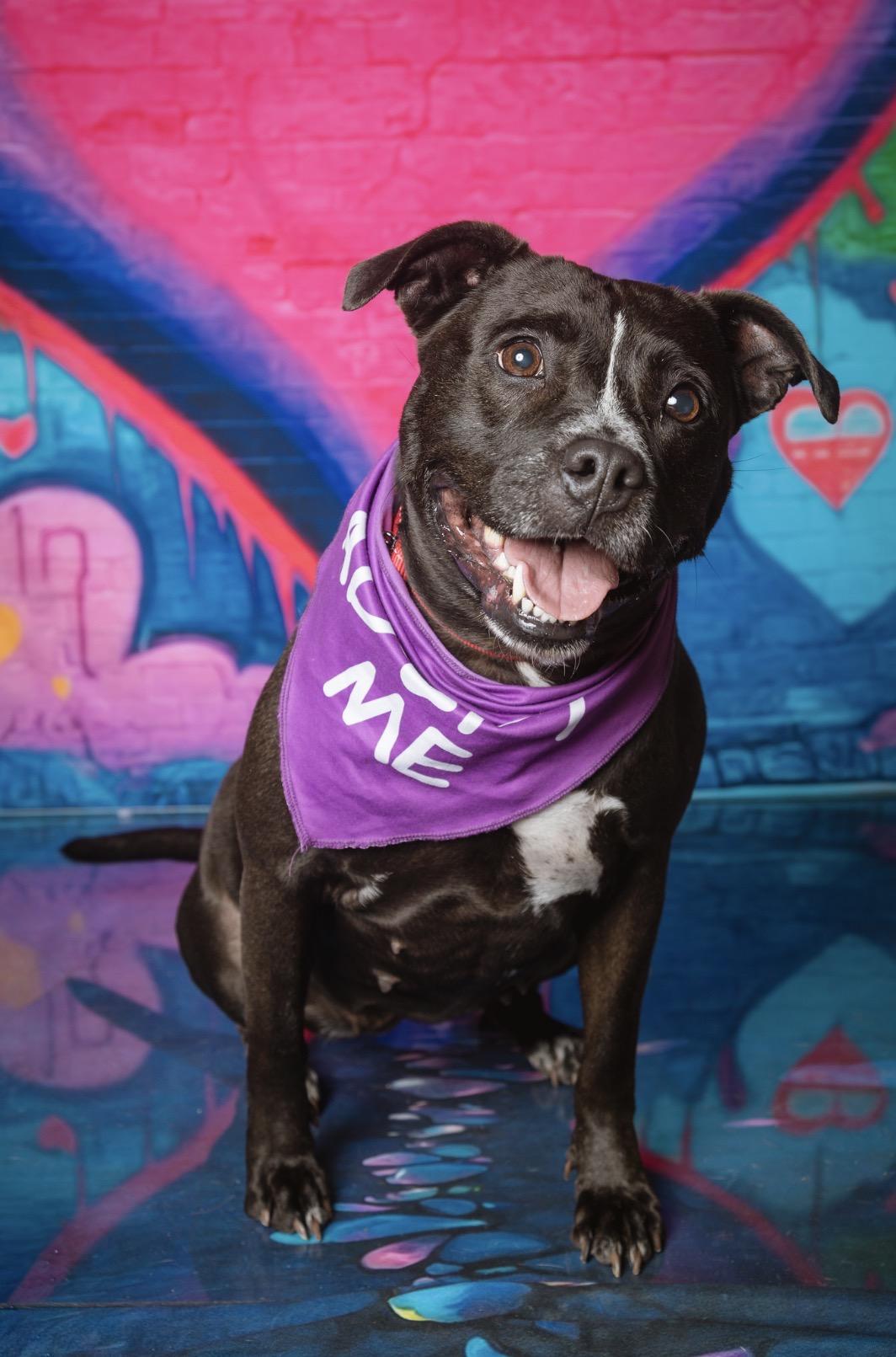 Queenie, ADOPTABLE, Young Female American Staffordshire Terrier.