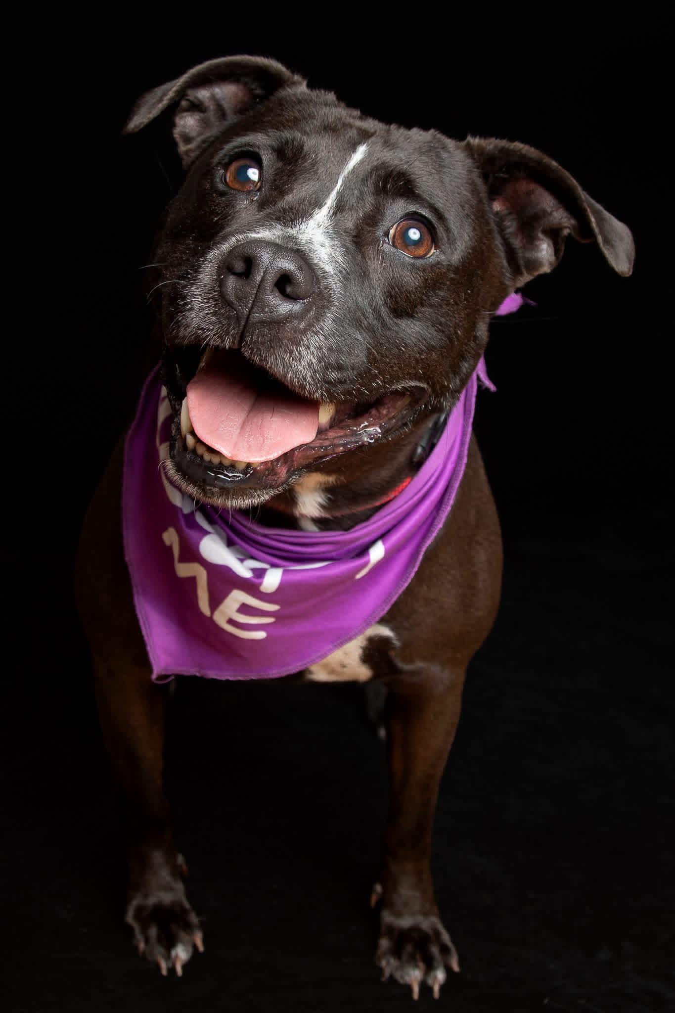 Enlarge Queenie, a ADOPTABLE American Staffordshire Terrier in Milford, OH image 2/3