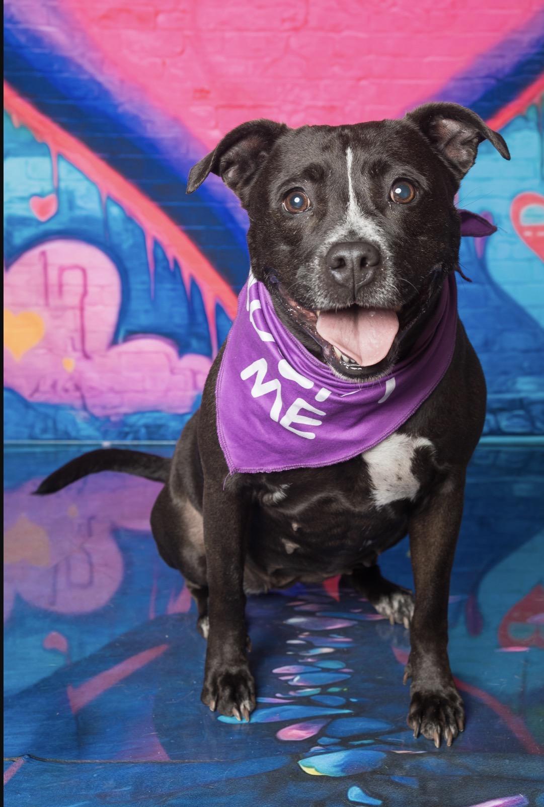 Enlarge Queenie, a ADOPTABLE American Staffordshire Terrier in Milford, OH image 3/3