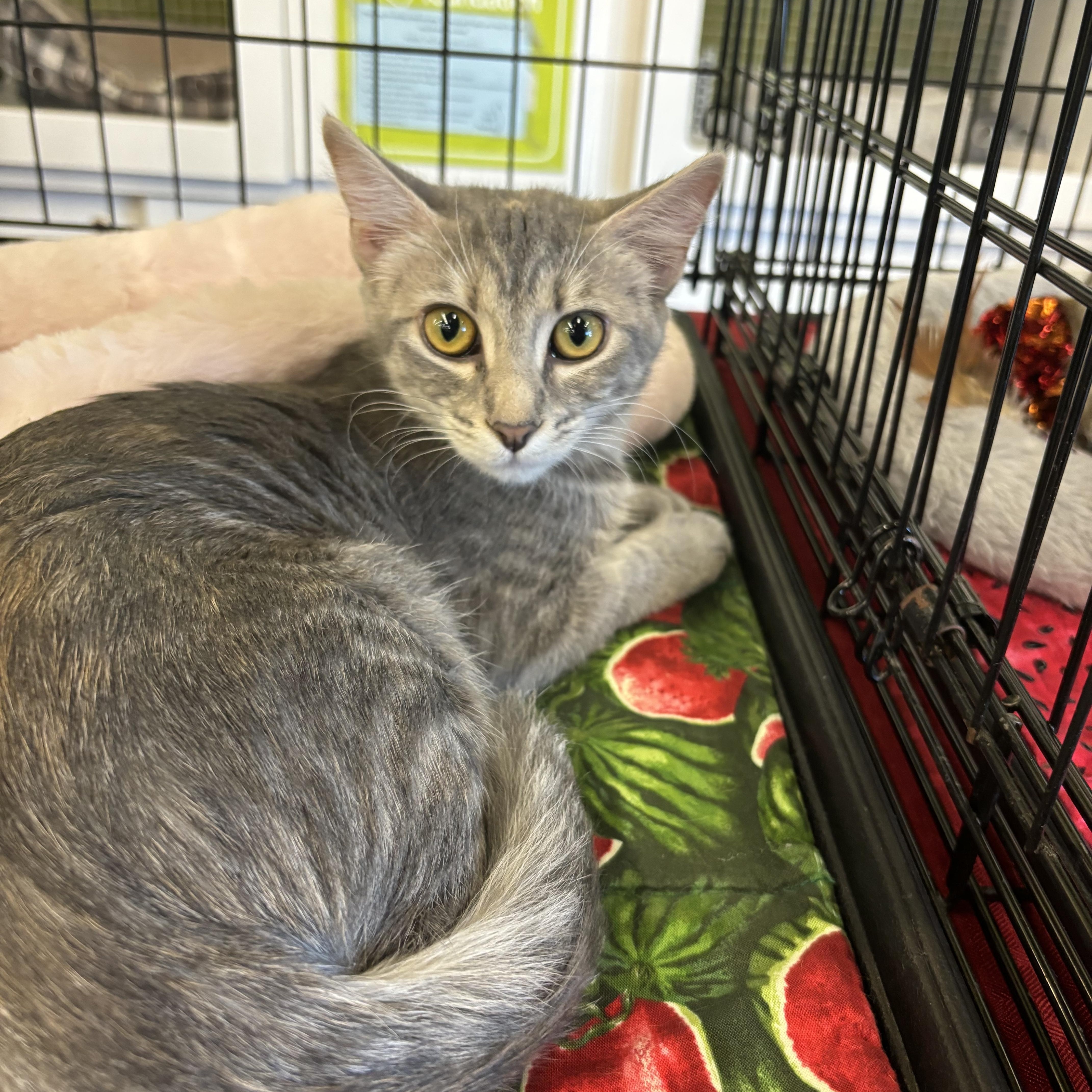 Enlarge Mischief, a Adoptable Domestic Short Hair in Richmond, VA image 1/1