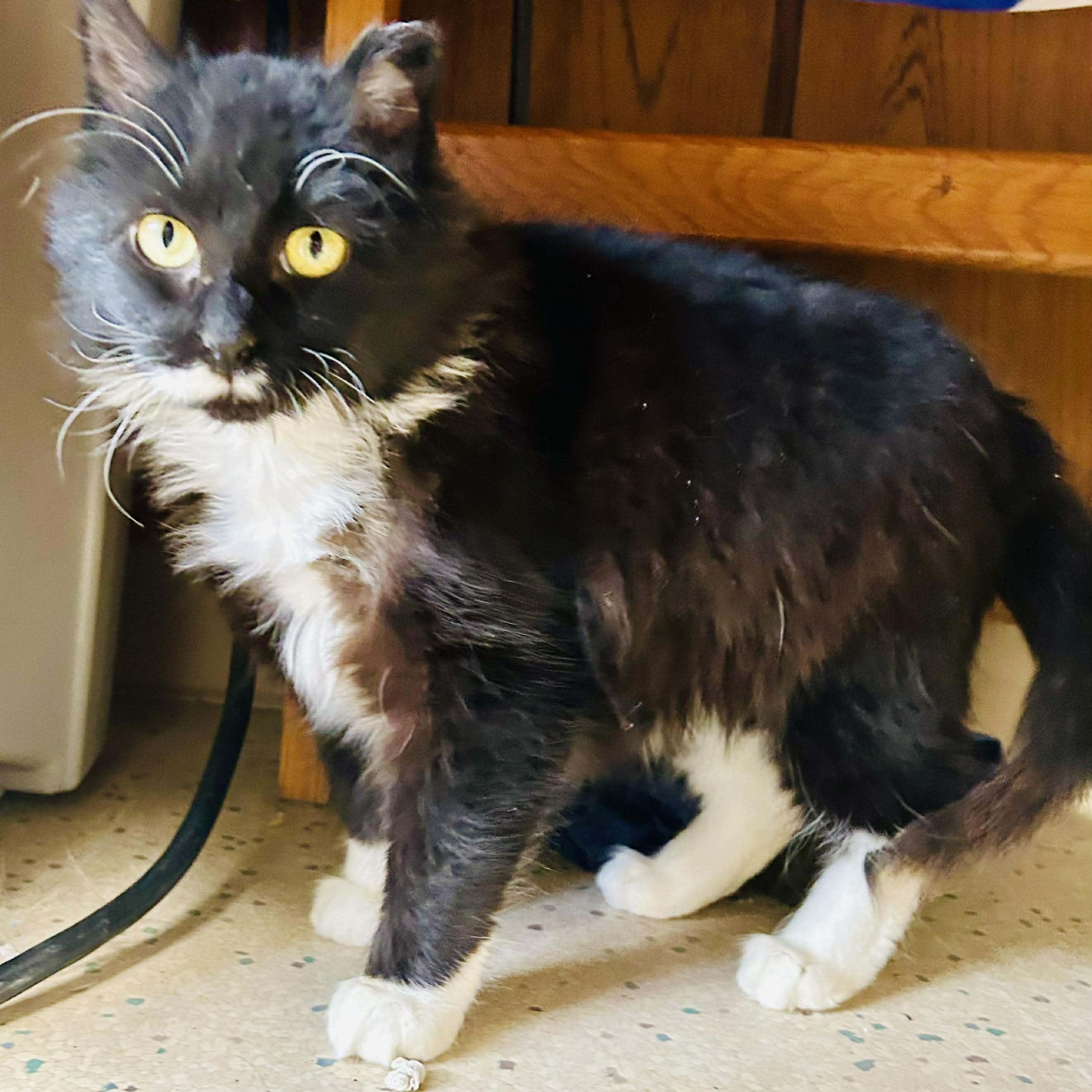 Fern, a ADOPTABLE Domestic Long Hair in Waverly, IA image 4/6