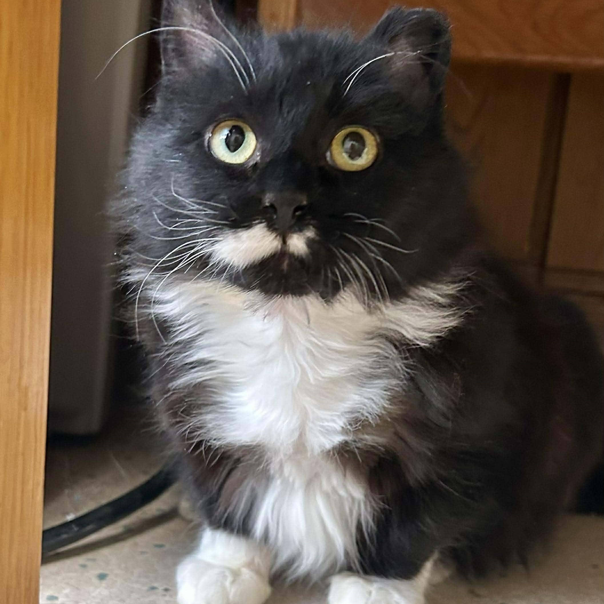 Fern, a ADOPTABLE Domestic Long Hair in Waverly, IA image 1/6