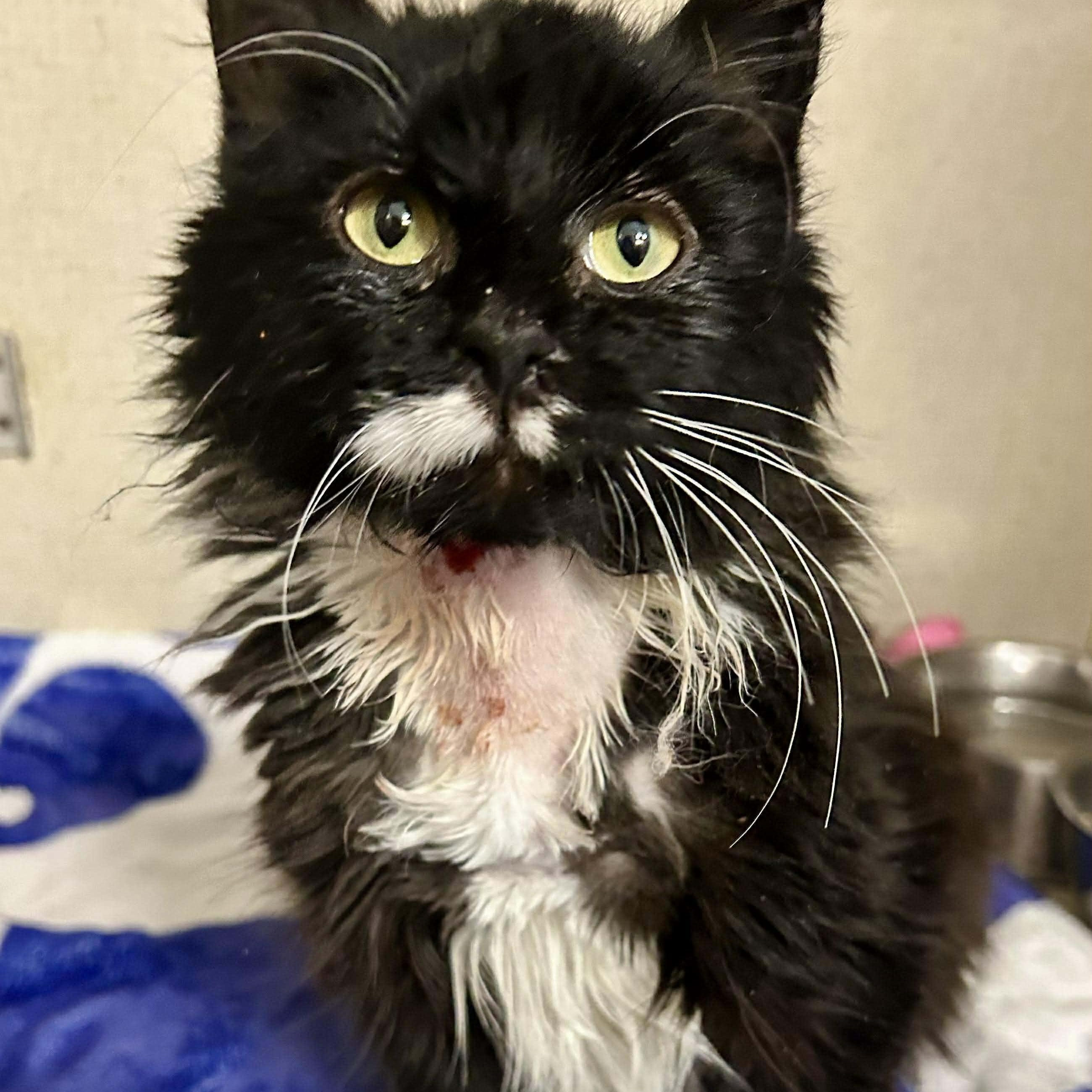 Fern, a ADOPTABLE Domestic Long Hair in Waverly, IA image 2/6