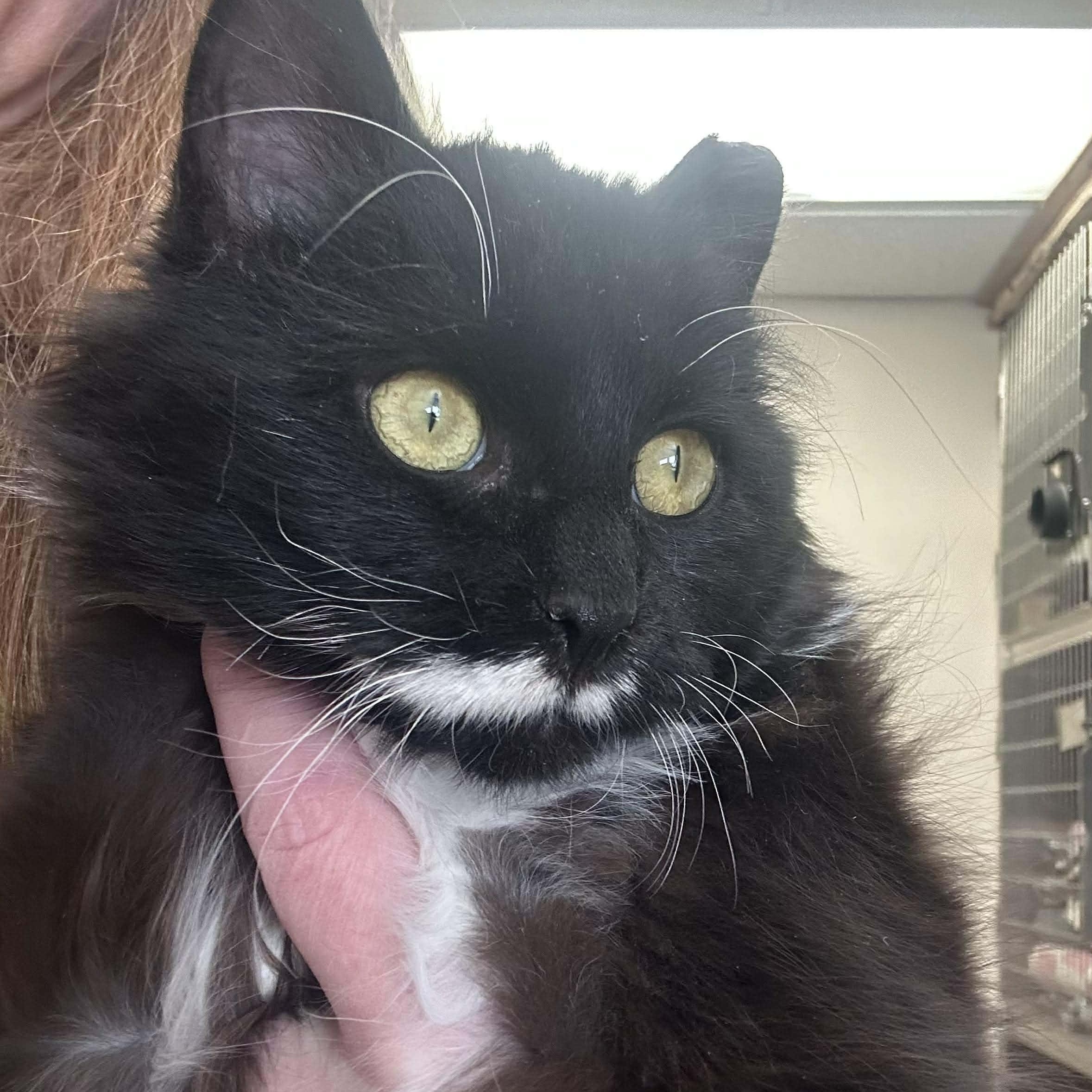 Fern, a ADOPTABLE Domestic Long Hair in Waverly, IA image 5/6