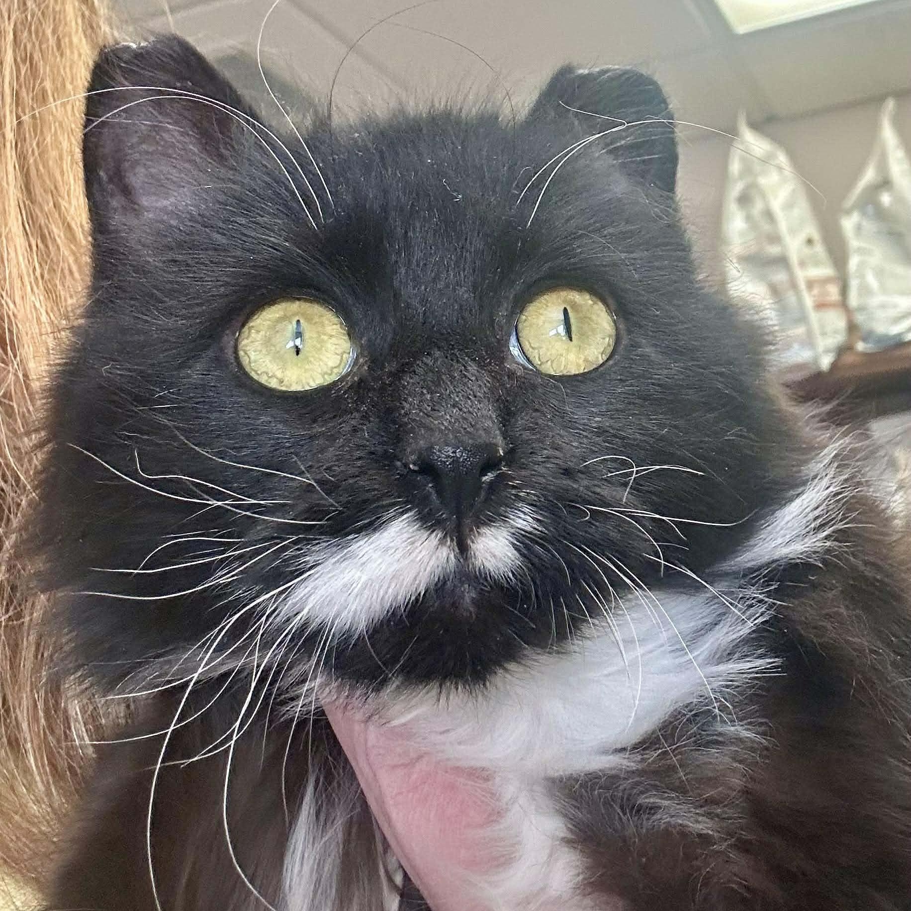 Fern, a ADOPTABLE Domestic Long Hair in Waverly, IA image 6/6