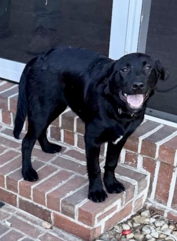Enlarge Willow (Courtesy Post), a ADOPTABLE mixed breed in Statesboro, GA image 2/3
