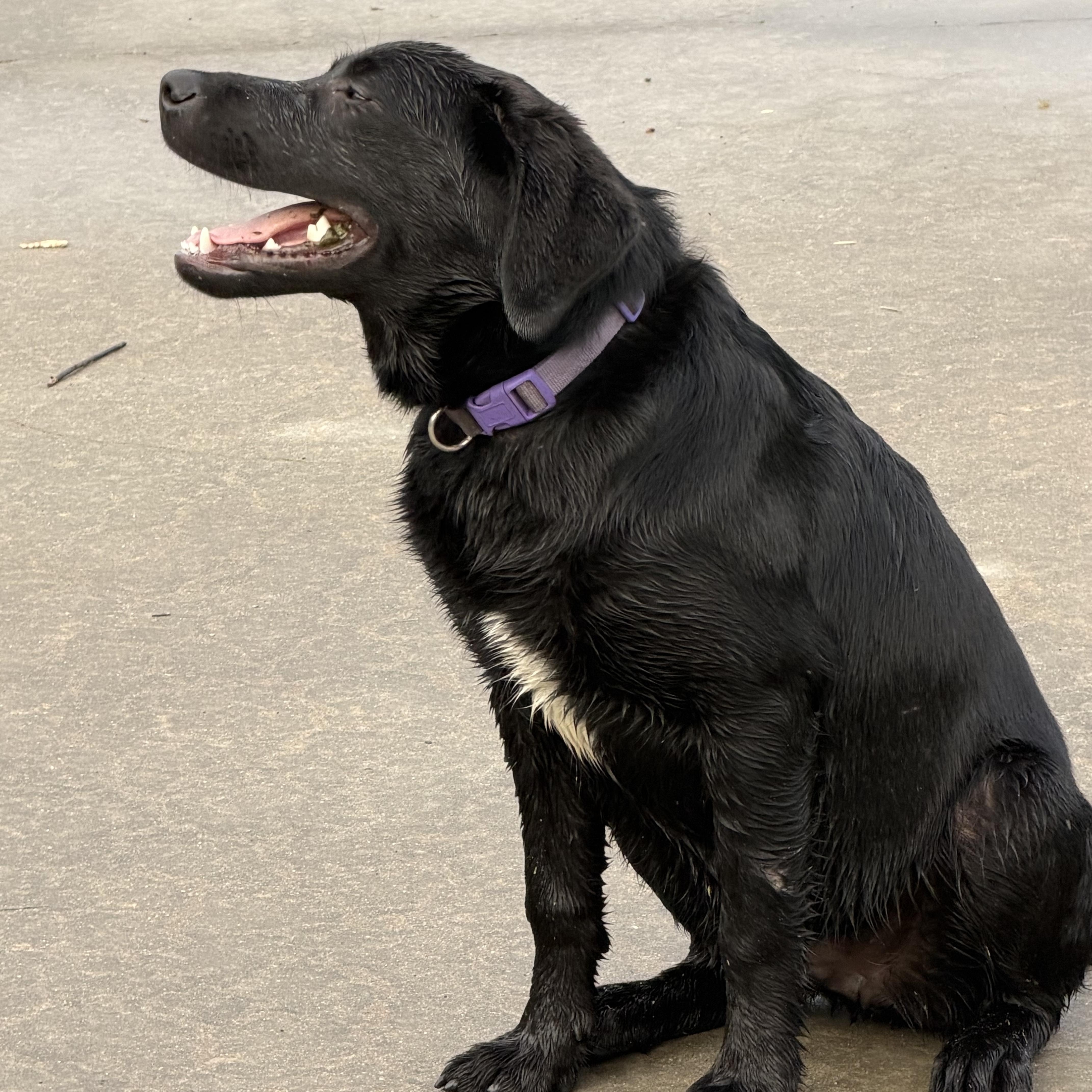 Willow (Courtesy Post), ADOPTABLE, Young Female Black Labrador Retriever & Border Collie.