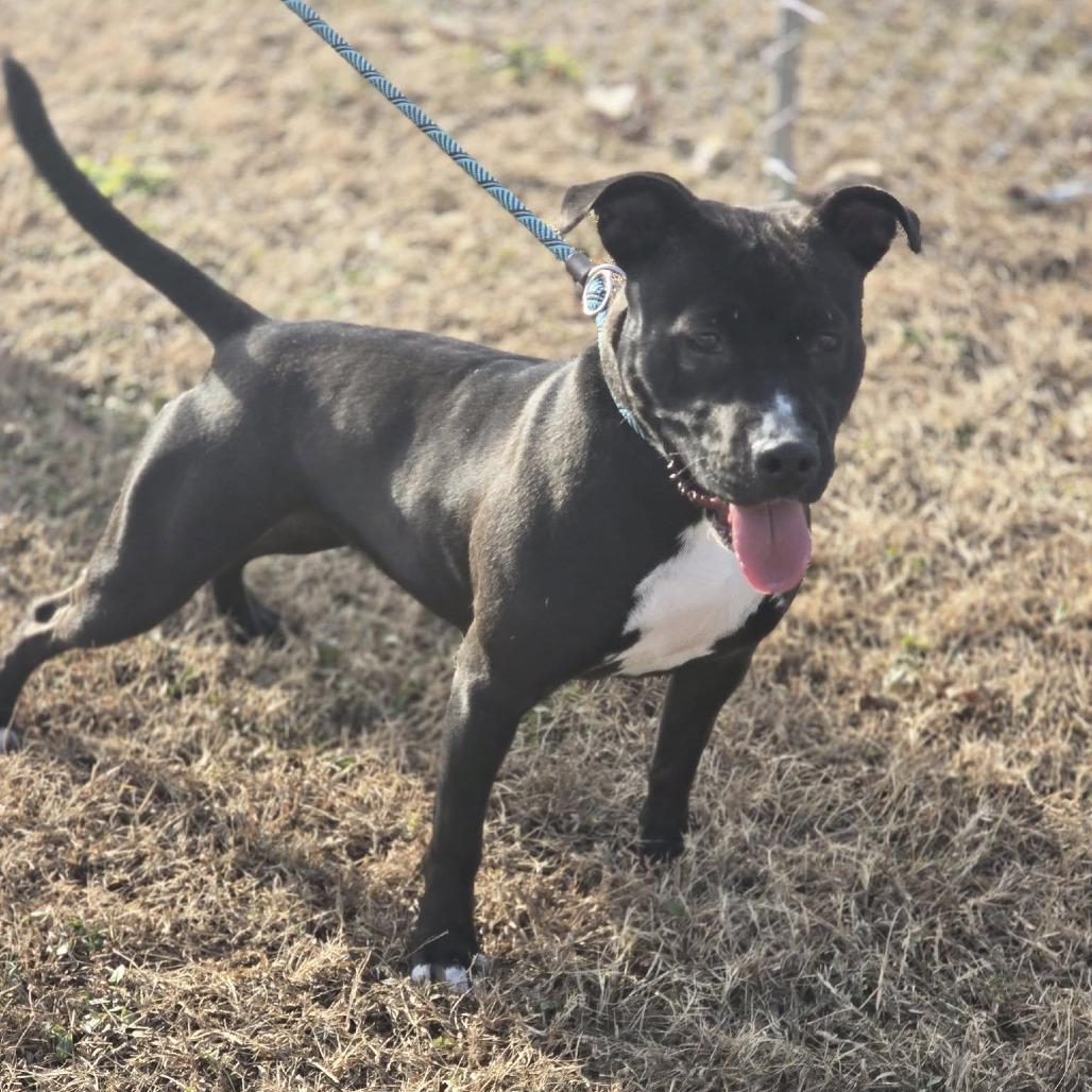 Jennay, Adoptable, Young Female Pit Bull Terrier & Mixed Breed.