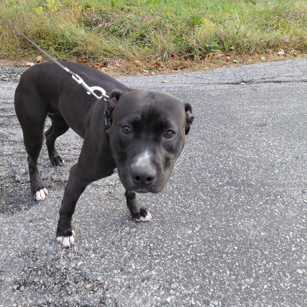 Enlarge Jennay, a Adoptable mixed breed in Windsor, VA image 1/1