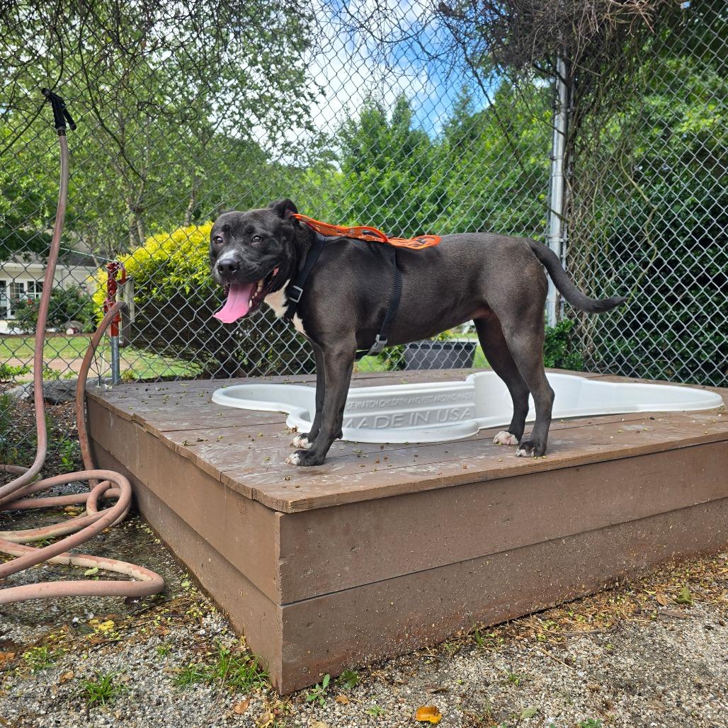 Jennay, Adoptable, Young Female Pit Bull Terrier & Mixed Breed.