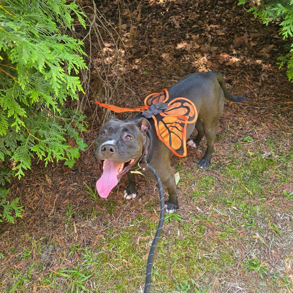 Jennay, a Adoptable mixed breed in Windsor, VA image 3/4