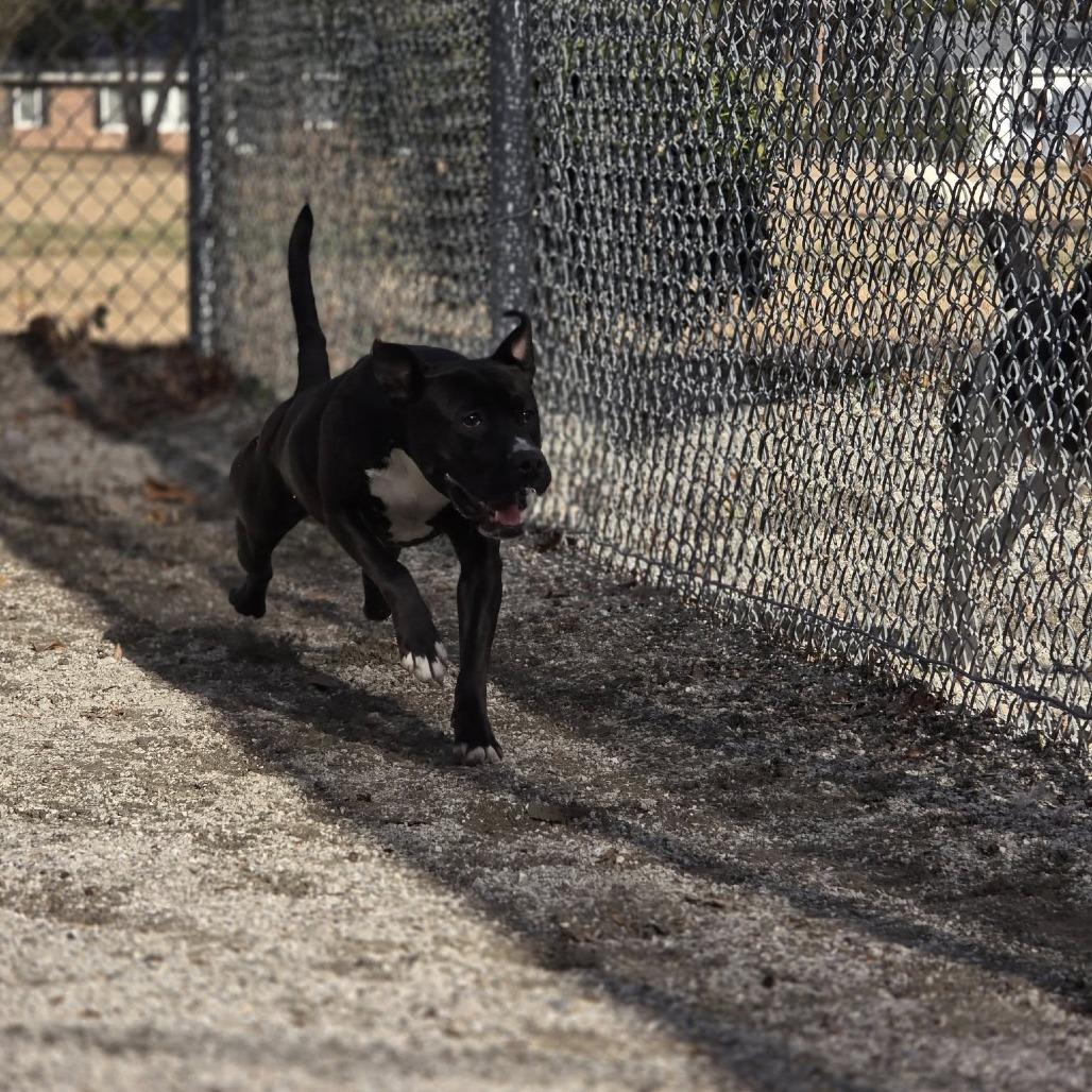 Enlarge Jennay, a Adoptable mixed breed in Windsor, VA image 3/3