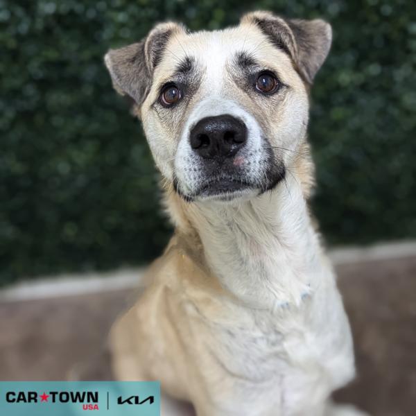 Enlarge Aneto, a Adoptable mixed breed in Lexington, KY image 1/2