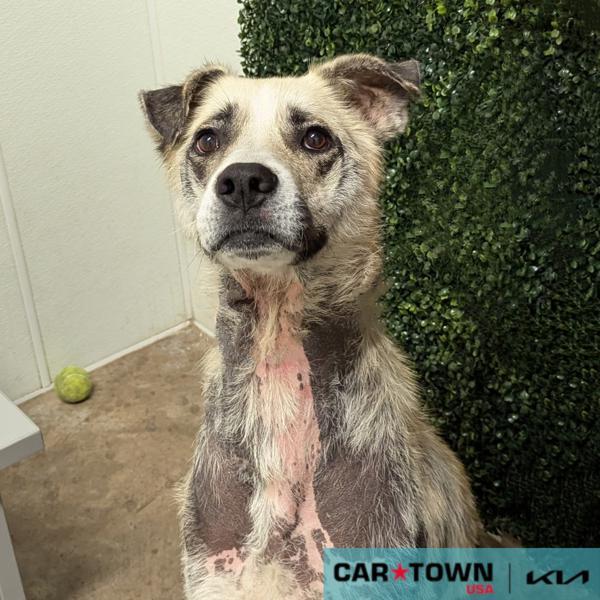 Enlarge Aneto, a Adoptable mixed breed in Lexington, KY image 2/2