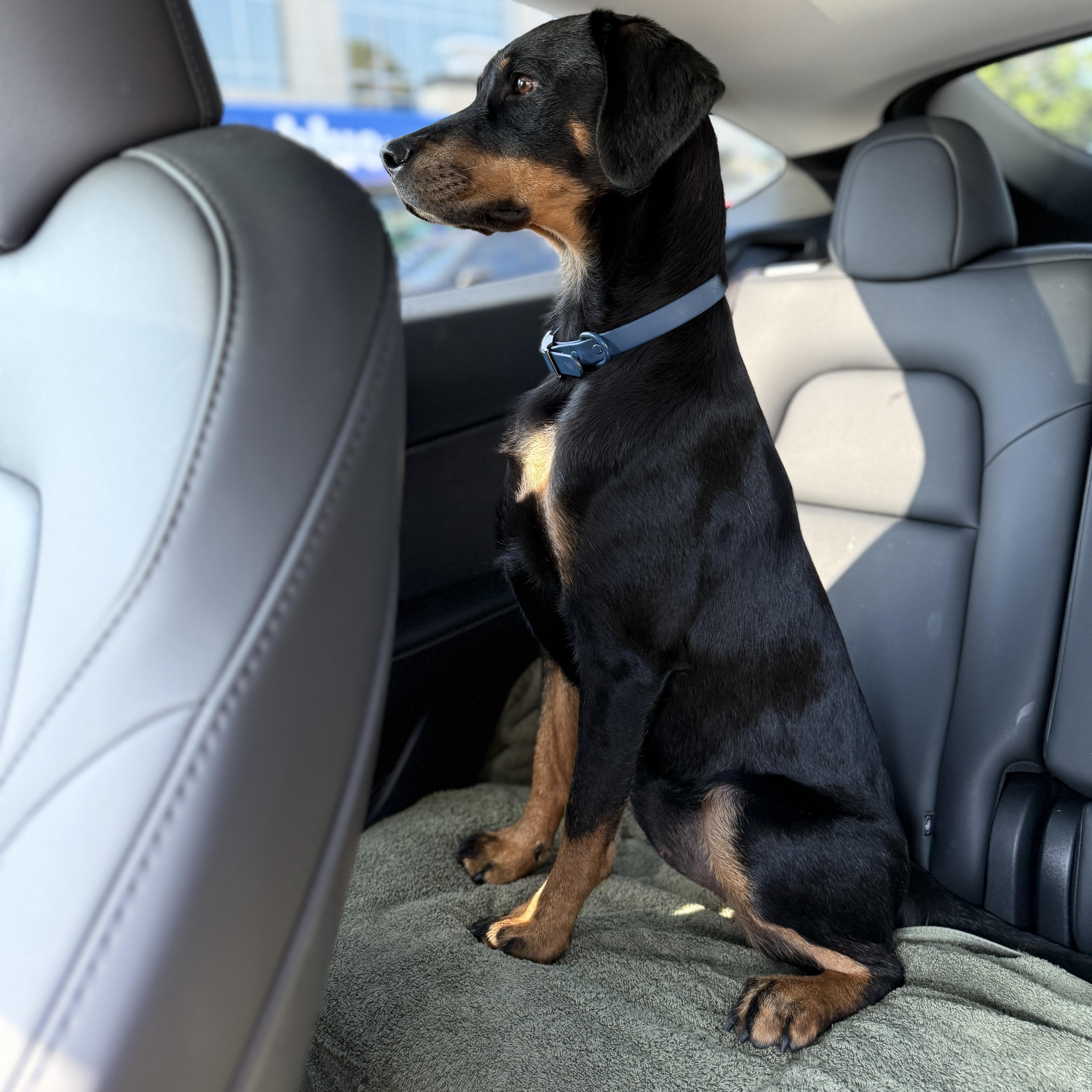 Enlarge Angel, a Adopted mixed breed in Marina del Rey, CA image 3/4