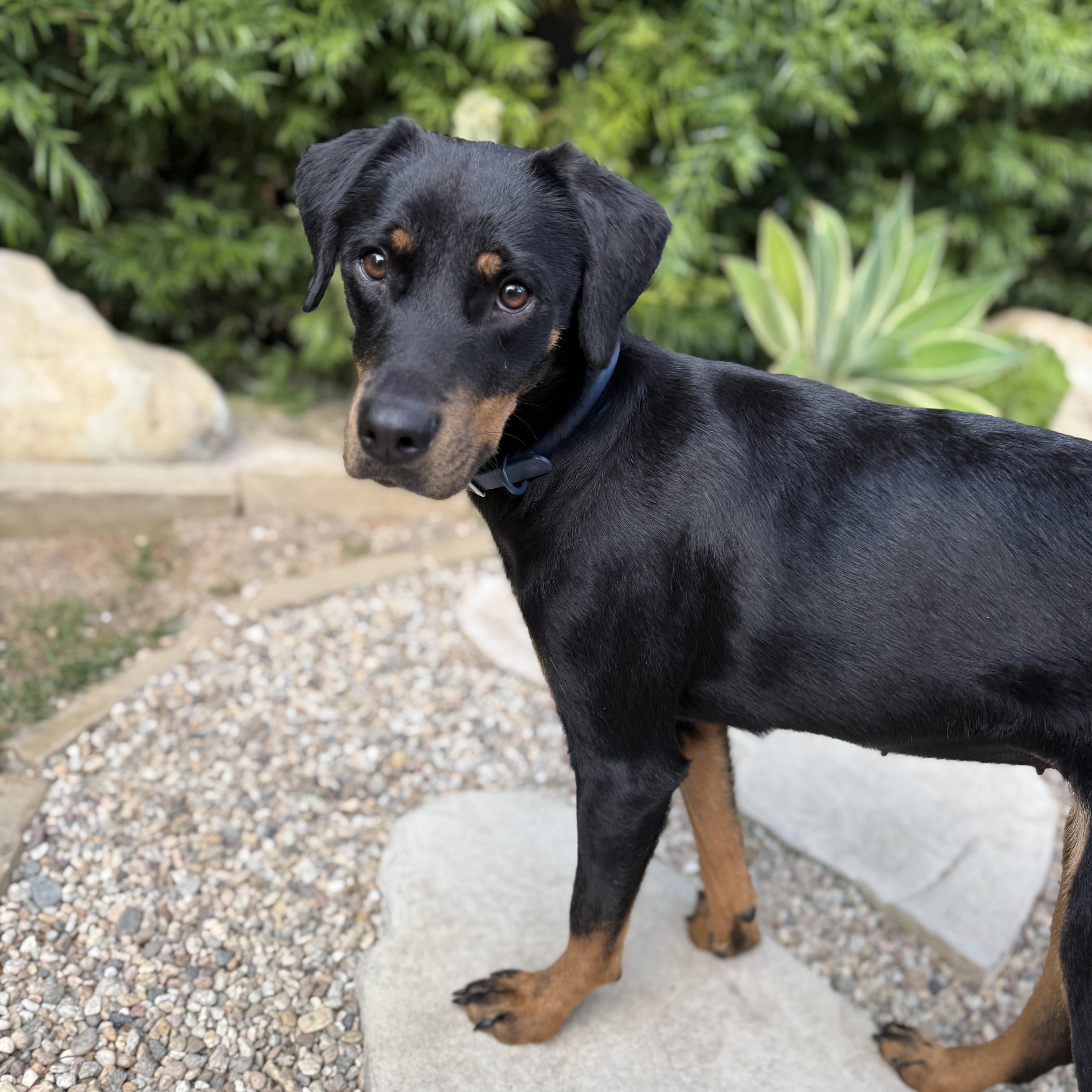 Angel was moments away from being euthanized before Minnies Mutts rescued her