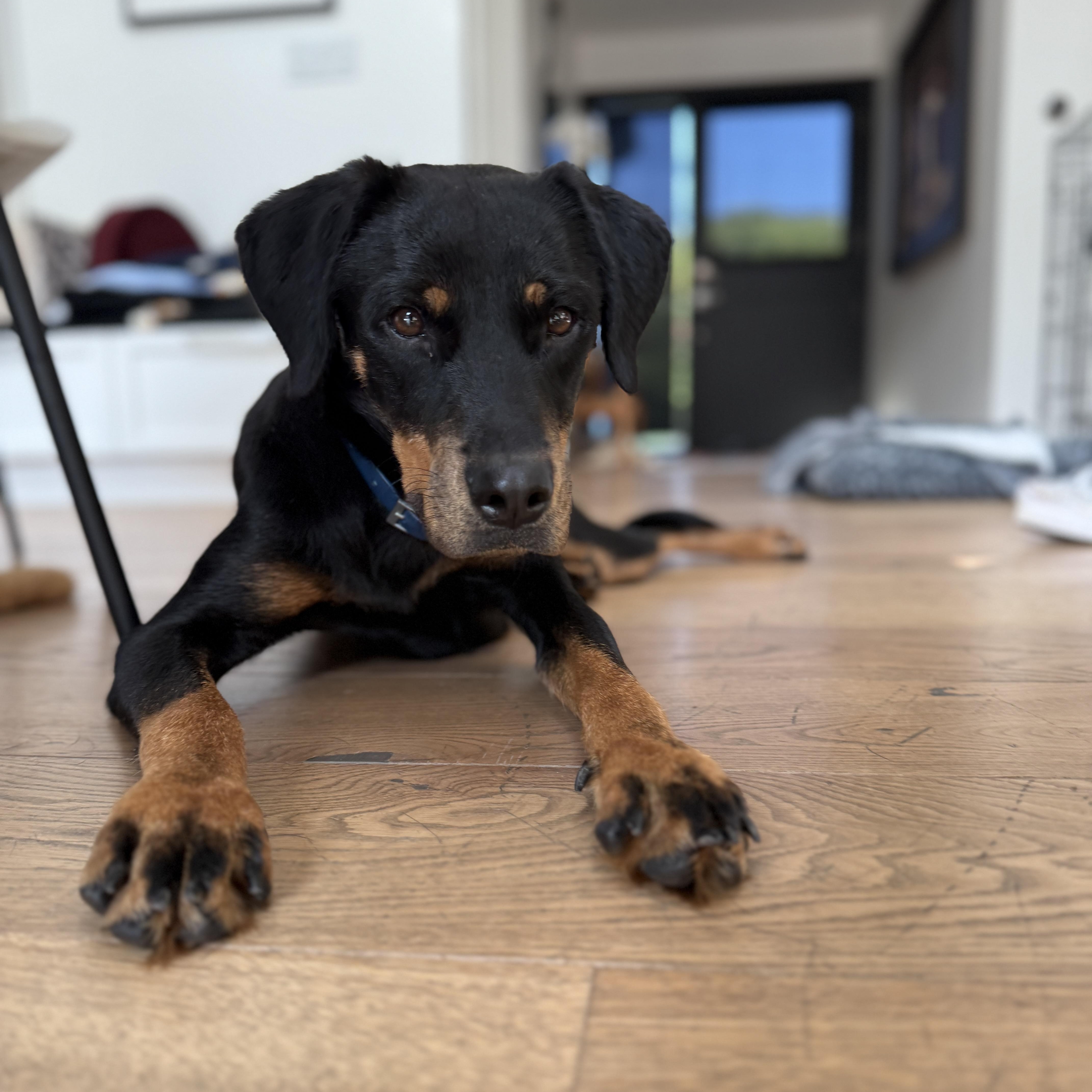 Enlarge Angel, a Adopted mixed breed in Marina del Rey, CA image 2/4